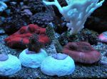 Montipora stellata