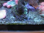 Zoanthus frag
