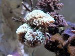 Euphyllia sp