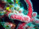 Alcyonium acaule-Ko�nati koralj