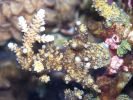 acropora.sp vidljiv rast koralja po bijelim vrhovima