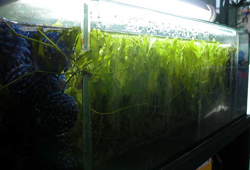 ecofilter