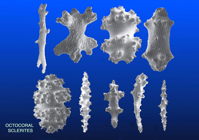 octo sclerities