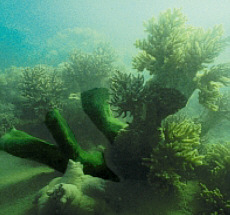 sinularia