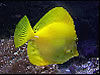 Zebrasoma Flavenscens