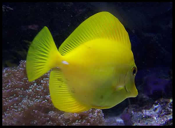 Eebrasoma