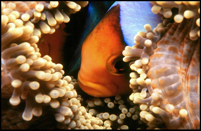 uvod