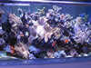 Chiporeef